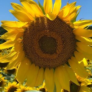 Meet your Posher, Janice